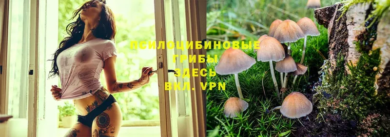 купить  сайты  Саки  Галлюциногенные грибы Cubensis 